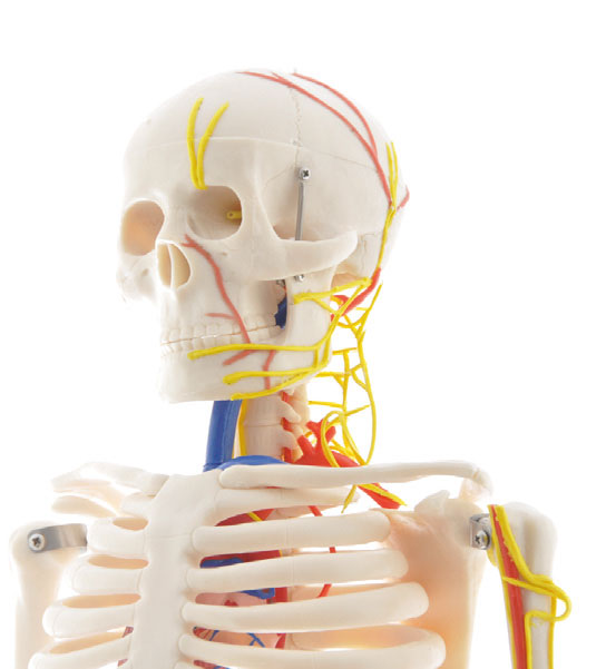 Anatomie humaine: Mini-squelette avec vaisseaux sanguins et nerfs